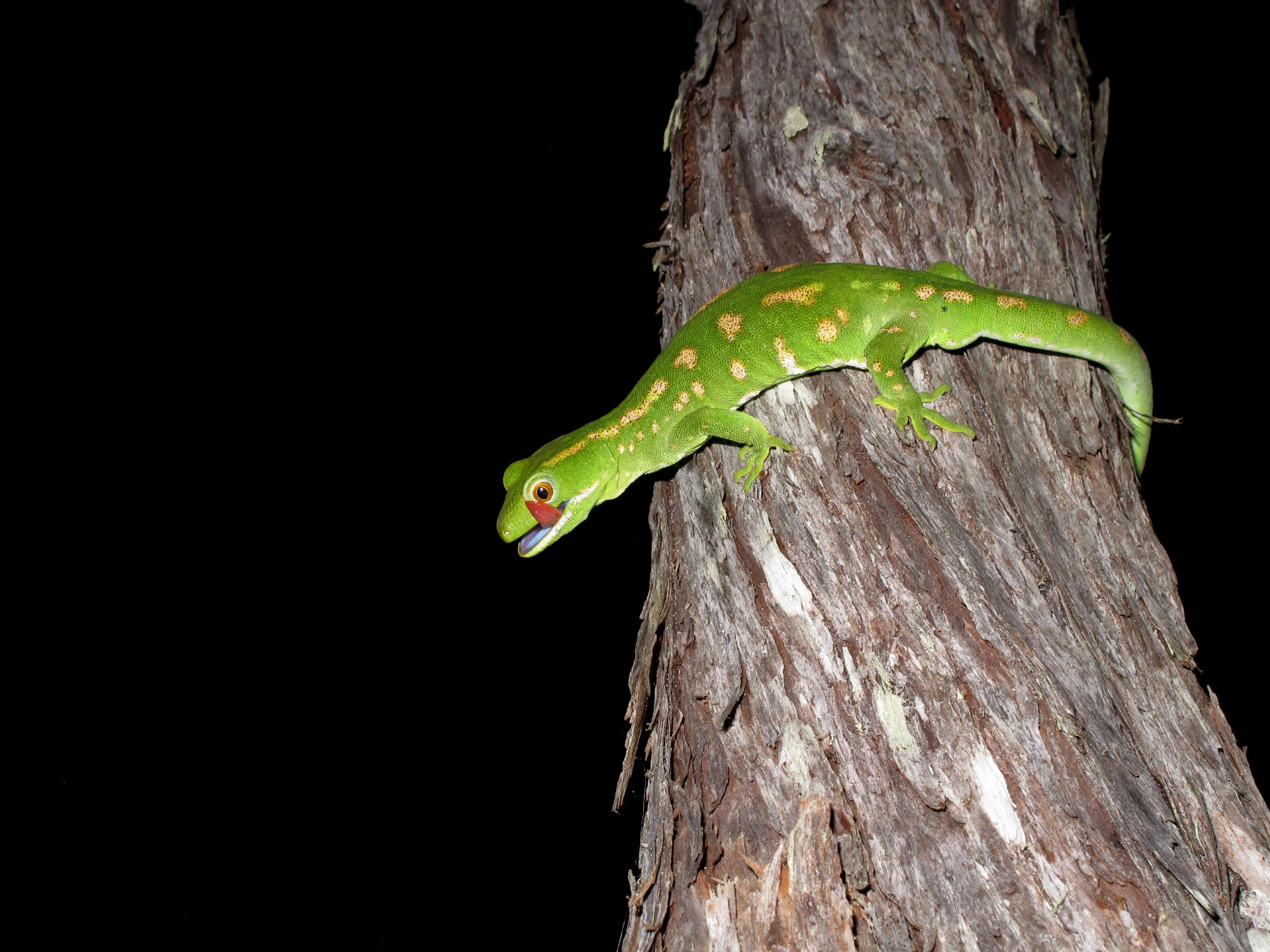 IMG_8430 copy – irene, northland, new zealand, reptile, herpetofauna, fauna, gecko, green, far north, grayii, gray's, naultinus, nov16